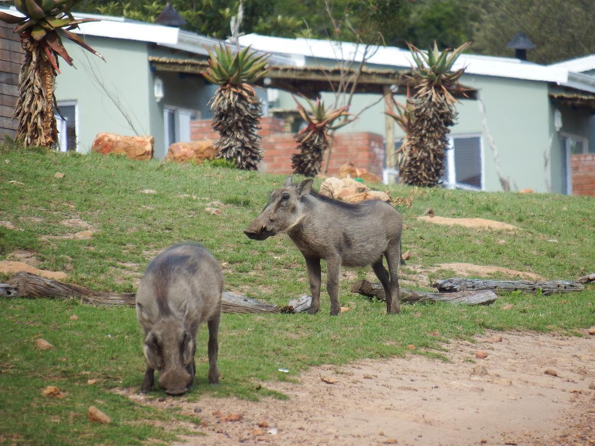 Stoneyvale Cottages Grahamstown Kültér fotó